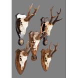 Antlers/Horns: A Group of Bronze Medal Class European Roebuck Trophies, a set of large adult