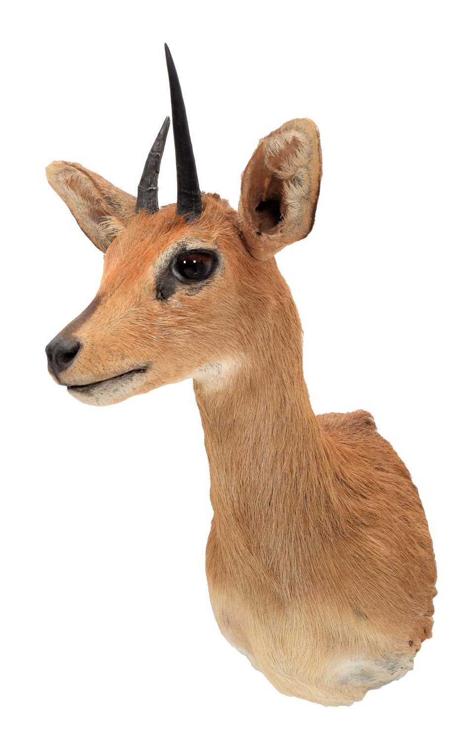 Taxidermy: South African Steenbok (Raphicerus campestris campestris), modern, South Africa, adult - Image 3 of 3