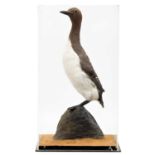 Taxidermy: A Cased Guillemot (Uria aalge), circa mid-late 20th century, a full mount adult in