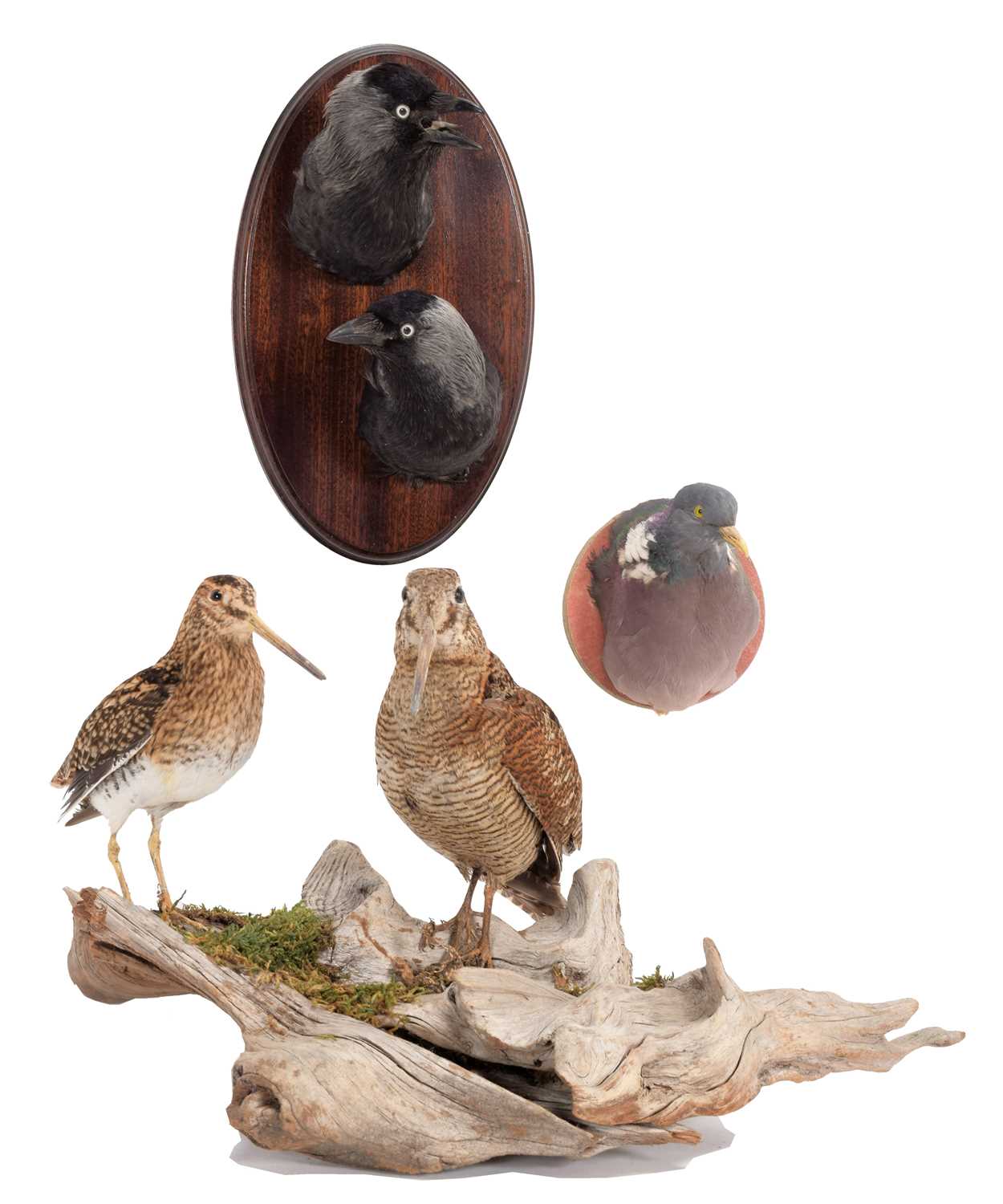 Taxidermy: A Group of Game Birds, circa early 21st century, a full mount Snipe and Woodcock, both