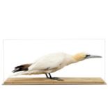 Taxidermy: A Cased Gannet (Morus bassana), circa mid-late 20th century, a full mount adult in