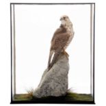 Taxidermy: A Cased Gyr-Saker Falcon (Falco rusticolus X Falco cherrug), captive bred, circa early