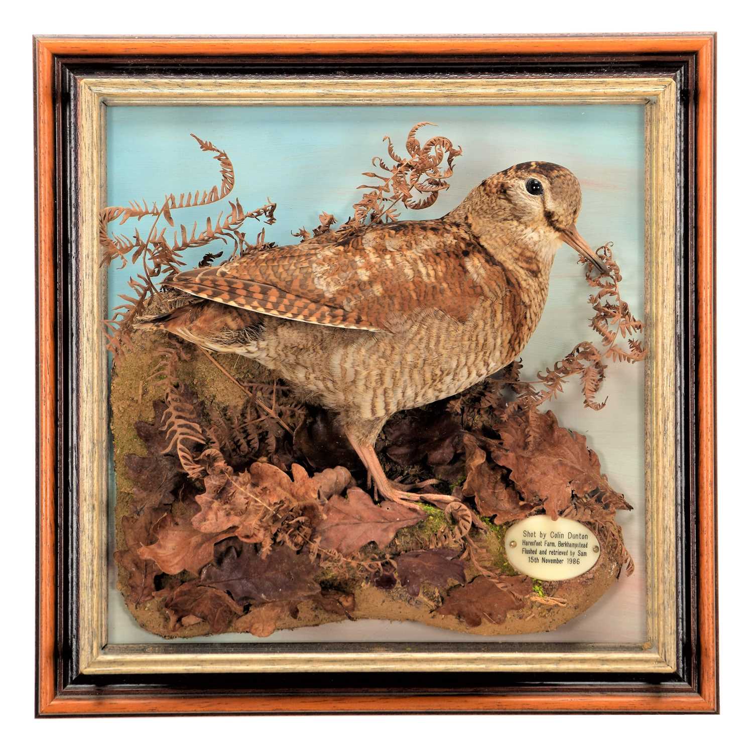 Taxidermy: A Rare & Unusual Short Beaked European Woodcock (Scolopax), dated 1986, by Colin