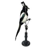 Taxidermy: The Anthropomorphic Distinguished Magpie (Pica pica), modern, a full mount adult