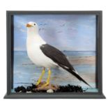 Taxidermy: A Cased Lesser Black-backed Gull (Larus fuscus), modern, a high quality full mount