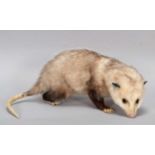 Taxidermy: A North American or Virginia Opossum (Didelphis virginiana), modern, a high quality