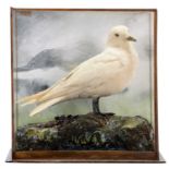 Taxidermy: A Cased Ivory Gull (Pagophila eburnea), circa early 20th century, by Henry Murray &