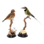 Taxidermy: A White-throated Bee-eater & European Wryneck (Merops albicollis/ Jynx torquilla ), a