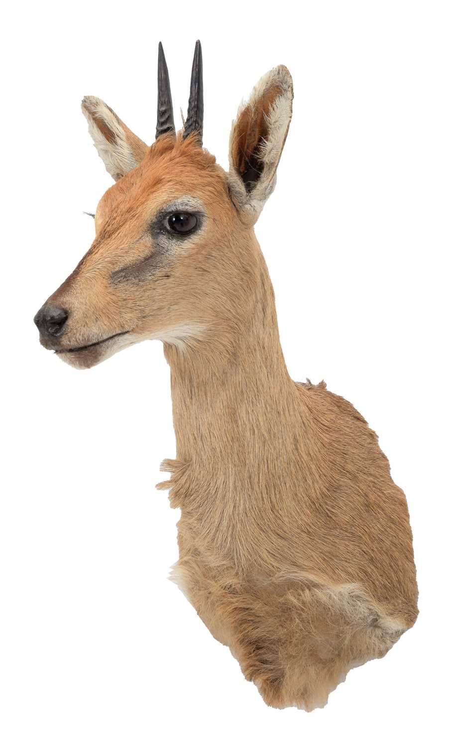 Taxidermy: Common Grey Duiker (Sylvicapra grimmia caffra), modern, South Africa, an adult male - Image 3 of 3