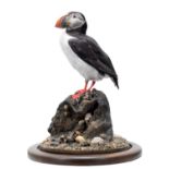 Taxidermy: Atlantic Puffin (Fratercula arctica), dated 2022, by Bob Ellis, Taxidermy, Middlesbrough,