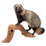 Taxidermy: A Common Raccoon Dog (Nyctereutes procyonoides), circa 21st century, a high quality