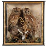 Taxidermy: A Late Victorian Cased Pair of Tawny Owls (Strix aluco), circa 1880-1900, a pair of