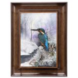 Taxidermy: A Wall Cased European Kingfisher (Alcedo athis), circa early 20th century, re-cased by