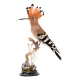 Taxidermy: A European Hoopoe (Upupa epops), circa late 20th century, a high quality full mount adult