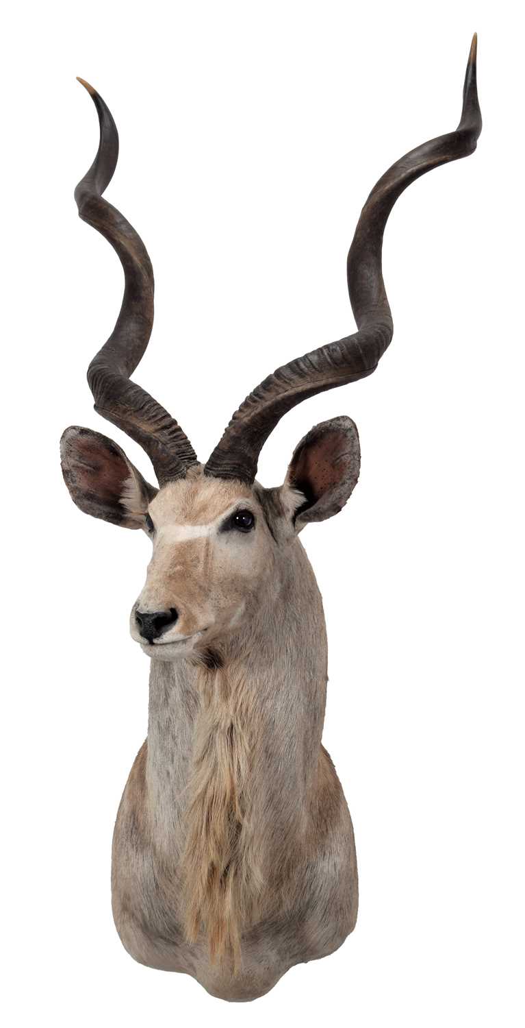 Taxidermy: Cape Greater Kudu (Strepsiceros strepsiceros), circa late 20th century, South Africa, - Image 3 of 3