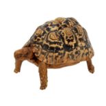 Taxidermy: A Leopard Tortoise (Stigmochelys pardalis), circa late 20th century, a full mount adult