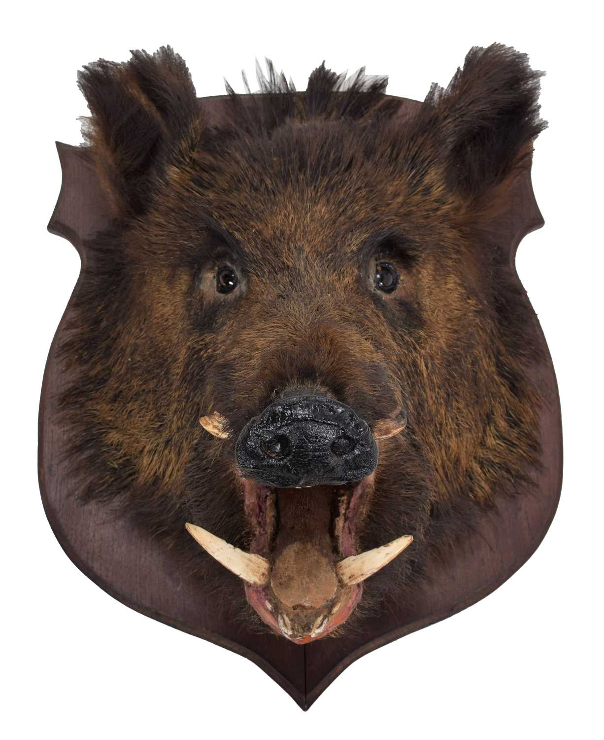 Taxidermy: European Wild Boar (Sus scrofa), circa late 20th century, adult head mount looking - Image 3 of 3