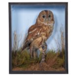 Taxidermy: A Cased Tawny Owl (Strix aluco), circa early 20th century, mounted by A.S. Hutchinson,