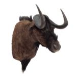 Taxidermy: Black Wildebeest (Connochaetes gnou), modern, South Africa, a high quality large adult