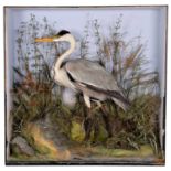 Taxidermy: A European Grey Heron (Ardea cinerea), by Henry Ward, 1812-1878, Late Williams, 2 Vere