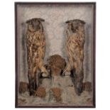 Taxidermy: A Late Victorian Cased Pair of Long-eared Owls (Asio otus), circa 1880-1900, a pair of