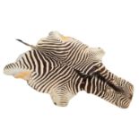 Taxidermy: Burchell's Zebra Skin (Equus quagga), circa late 20th century, an adult Burchell's/Plains