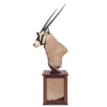 Taxidermy: Gemsbok Oryx Pedestal Mount (Gazella gazella), modern, South Africa, a superb high