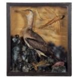 Taxidermy: A Cased Common Cormorant (Phalacrocorax carbo), dated 1945, a full mount adult with