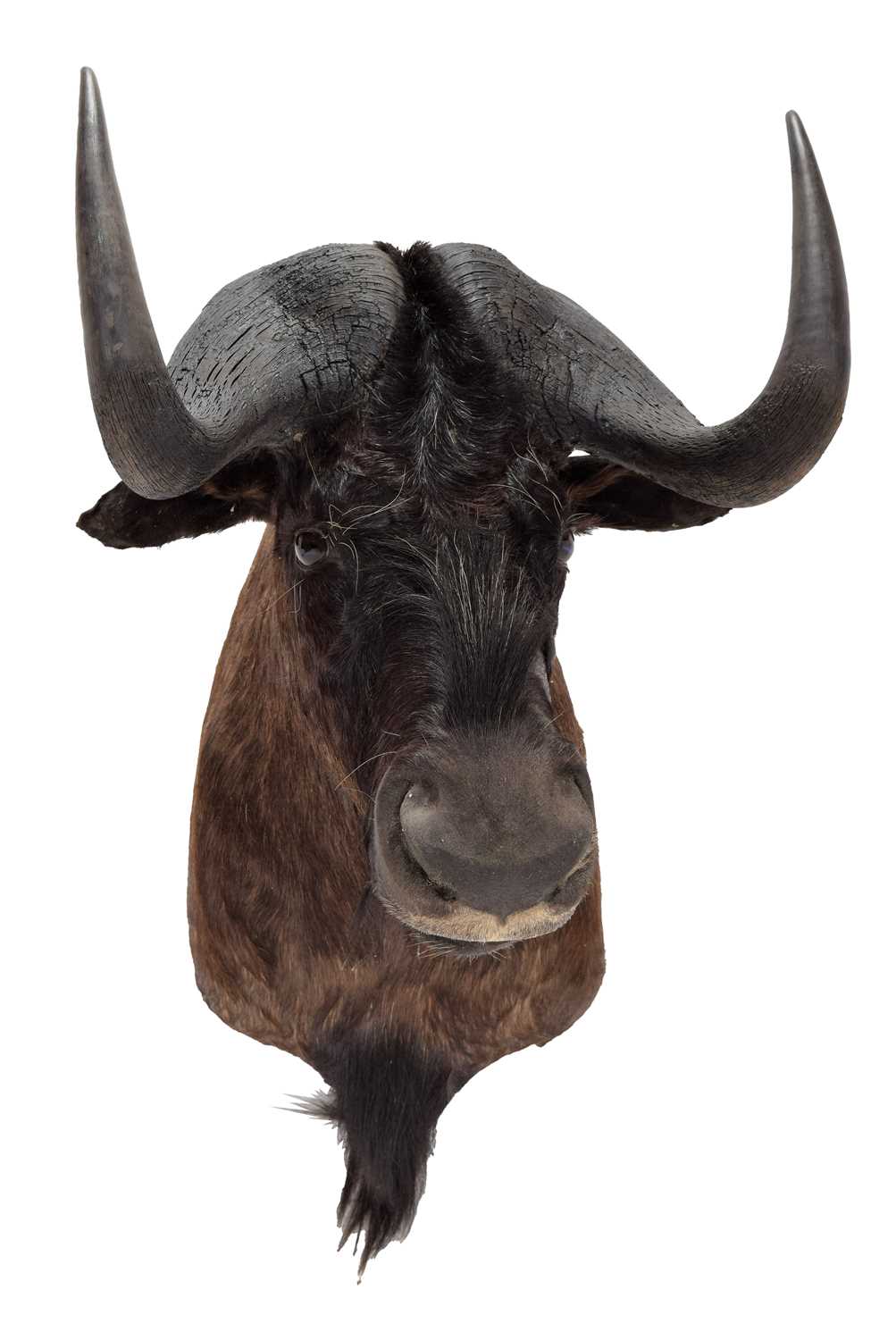 Taxidermy: Black Wildebeest (Connochaetes gnou), modern, South Africa, a high quality large adult - Image 3 of 3