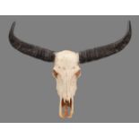 Skulls/Horns: Asian Wild Water Buffalo (Bubalus arnee), circa mid-late 20th century, a set of