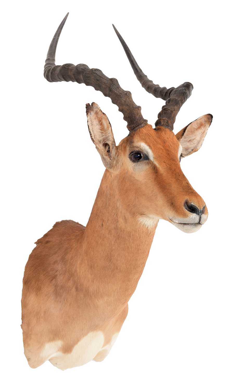 Taxidermy: Common Impala (Aepyceros Melampus) circa 21st century, adult male shoulder mount - Image 3 of 3