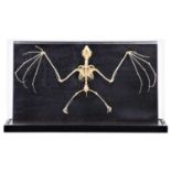 Skeletons/Anatomy: A Rousette's Fruit Bat Skeleton, modern, a complete articulated preserved fruit