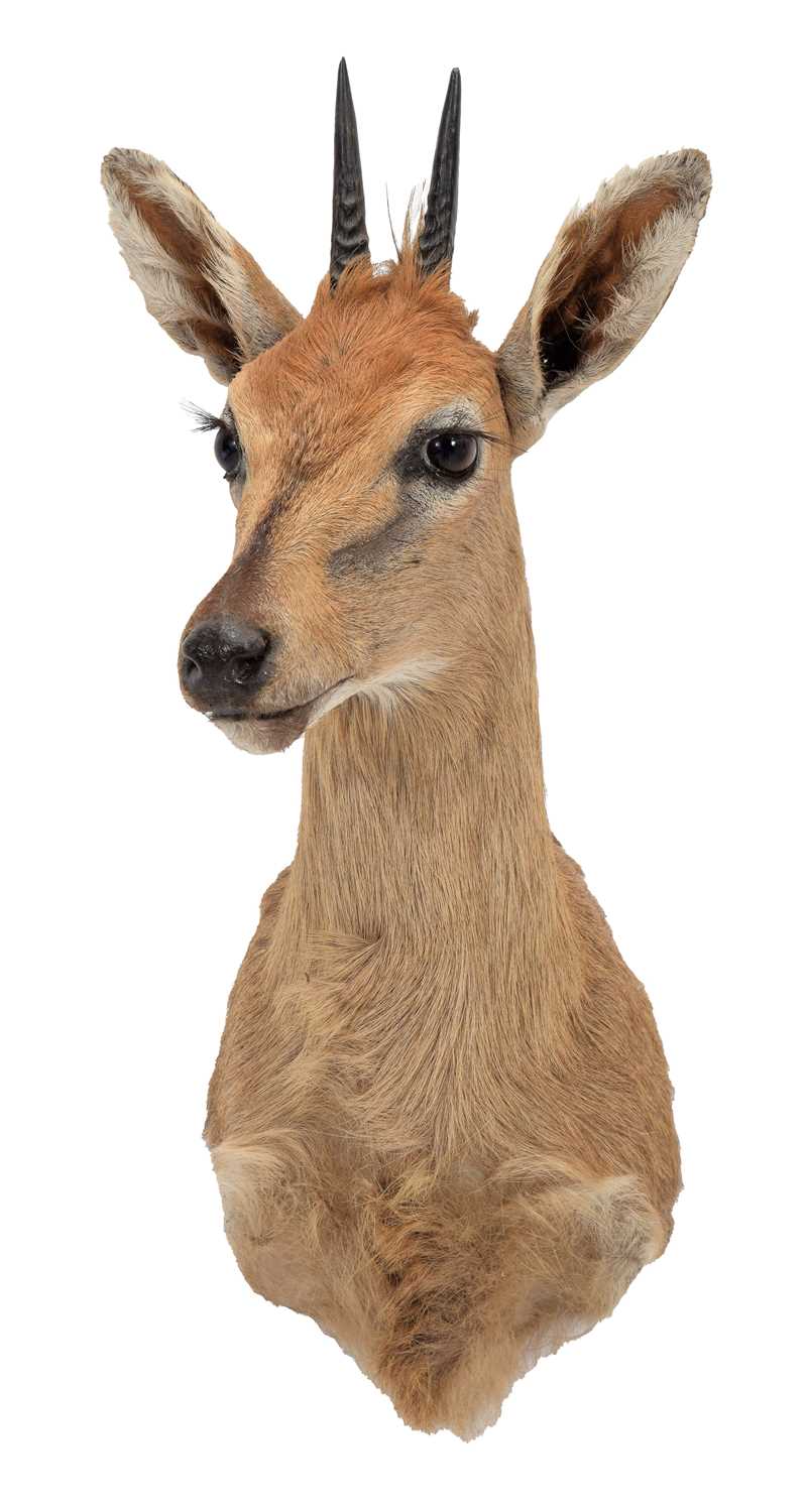 Taxidermy: Common Grey Duiker (Sylvicapra grimmia caffra), modern, South Africa, an adult male - Image 2 of 3