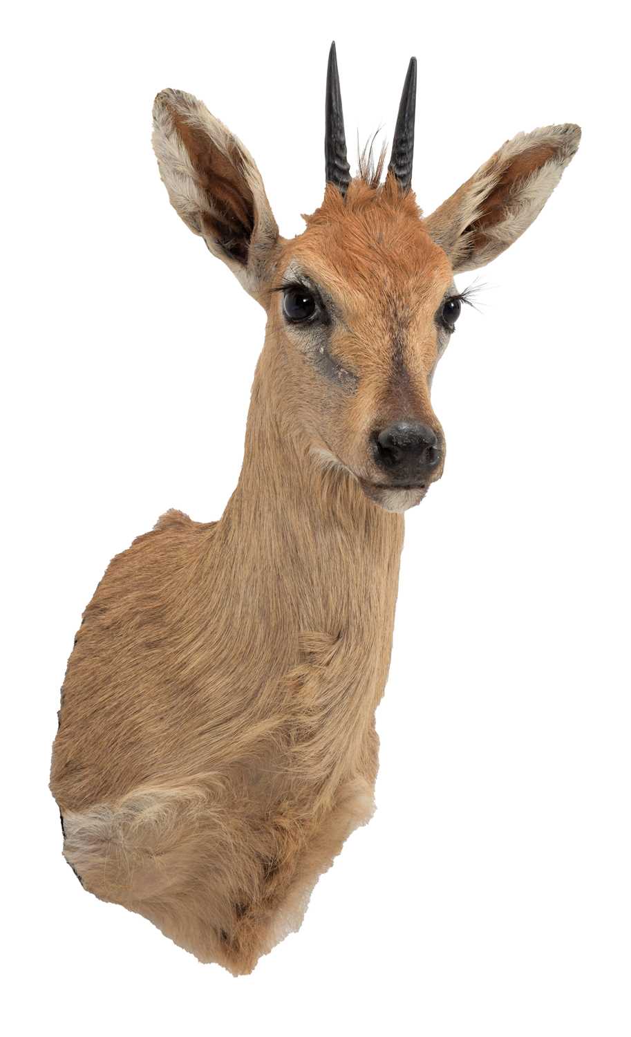 Taxidermy: Common Grey Duiker (Sylvicapra grimmia caffra), modern, South Africa, an adult male