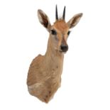 Taxidermy: Common Grey Duiker (Sylvicapra grimmia caffra), modern, South Africa, an adult male