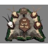 Antlers/Horns: Goat Hide Rug & Goat Trophy Skulls, circa early 21st century, a Wild Goat hide rug