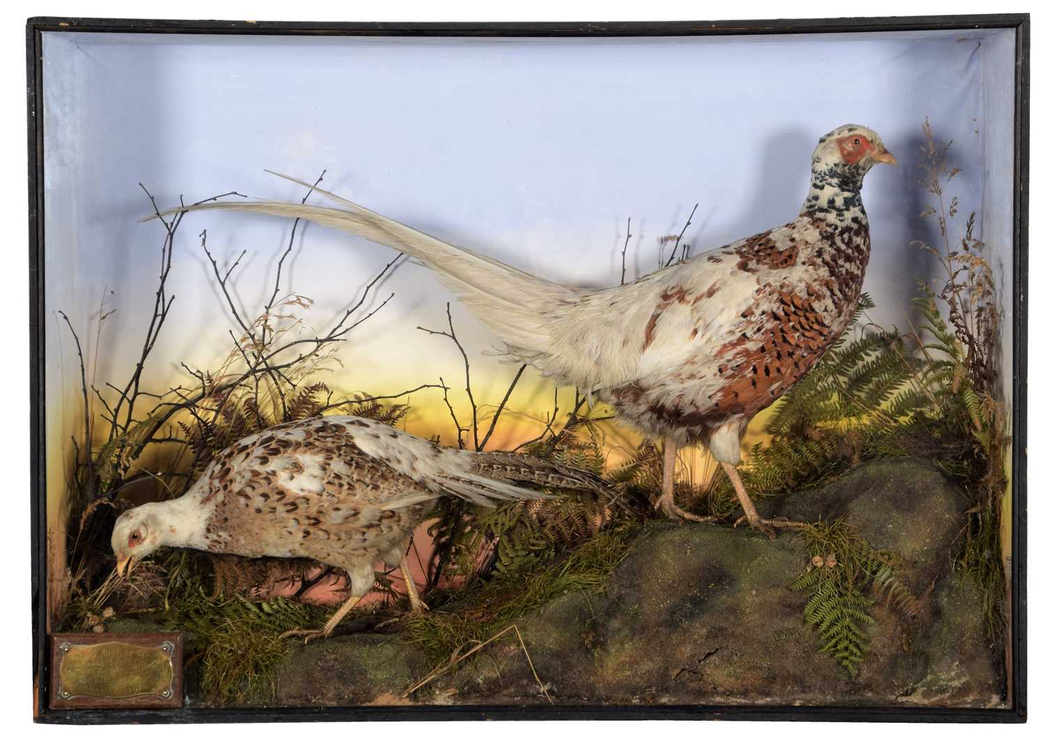 Taxidermy: A Pair of Edwardian Cased Piebald Pheasants (Phasianus colchicus), dated 1907, by A.S.