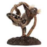 Taxidermy: A Common Marmoset Monkey (Callithrix jacchus), circa mid-late 20th century, a full