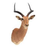 Taxidermy: Common Impala (Aepyceros Melampus) modern, South Africa, adult male shoulder mount with