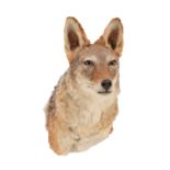 Taxidermy: Black-Backed Jackal (Canis mesomelas), modern, South Africa, a high quality adult neck