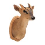 Taxidermy: Reeves's Muntjac Deer (Muntiacini), circa early 21st century, by Robert Reed,