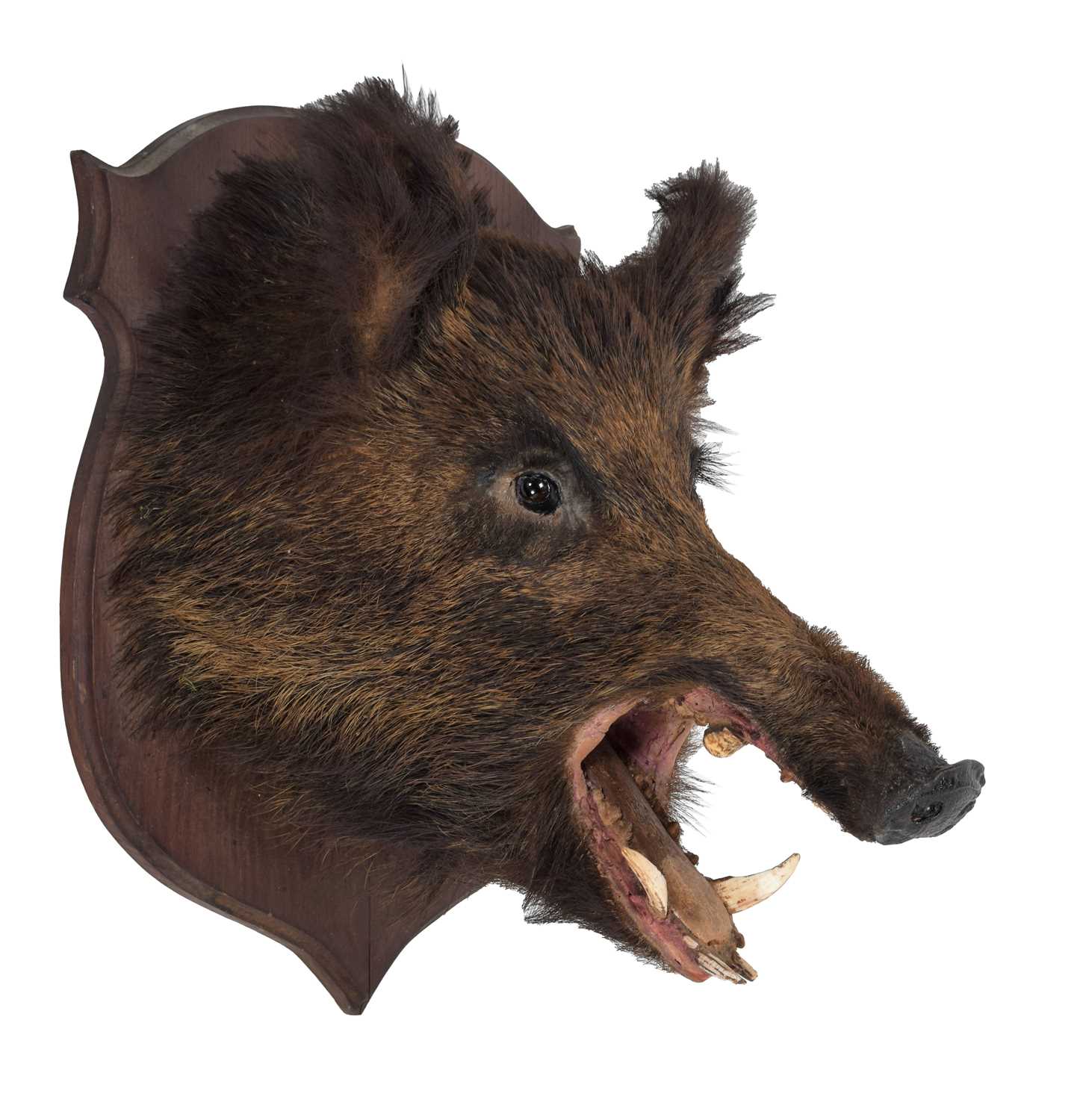 Taxidermy: European Wild Boar (Sus scrofa), circa late 20th century, adult head mount looking