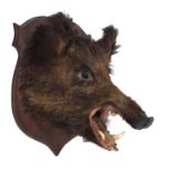 Taxidermy: European Wild Boar (Sus scrofa), circa late 20th century, adult head mount looking