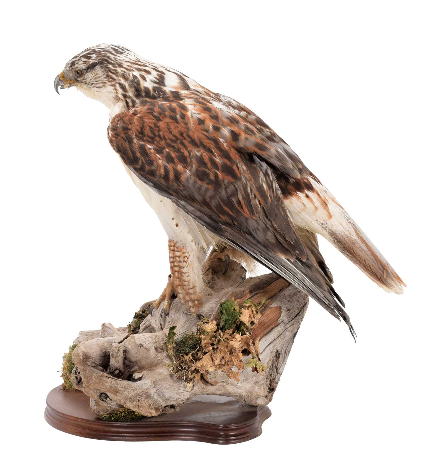 Taxidermy: Ferruginous Hawk / Buzzard (Buteo regalis), captive bred, circa early 21st century, by - Image 3 of 3