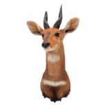 Taxidermy: Cape Bushbuck, circa late 20th century, Africa, by Wolfgang Shenk, Taxidermy, Germany, an