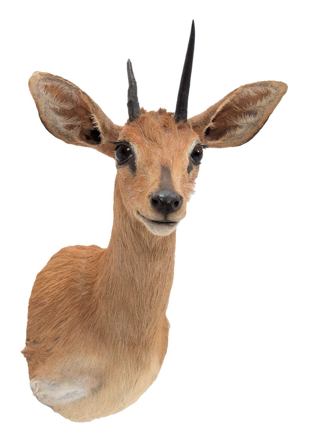 Taxidermy: South African Steenbok (Raphicerus campestris campestris), modern, South Africa, adult