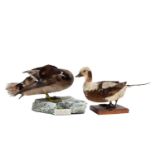 Taxidermy: A Hybrid Duck & Long-tailed Duck, a full mount adult drake hybrid duck, probably cross