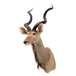 Taxidermy: Cape Greater Kudu (Strepsiceros strepsiceros), modern, South Africa, a high quality large