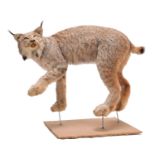 Taxidermy: A Canadian Lynx (Lynx canadensis), circa 2008, Alberta, Canada, a superb quality full