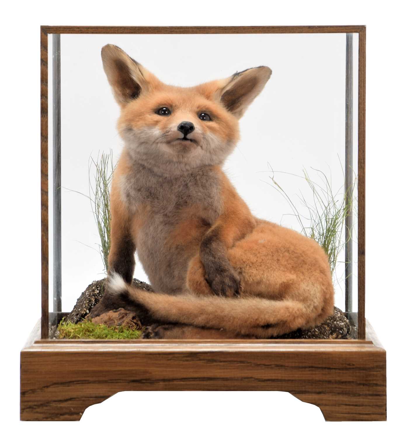 Taxidermy: A European Red Fox Cub (Vulpes vulpes), circa 21st century, a high quality Red Fox cub in